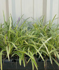Azteca Grass Liriope Muscari 'Variegata' (Ophiopogon intermedius) - PlantologyUSA - Medium