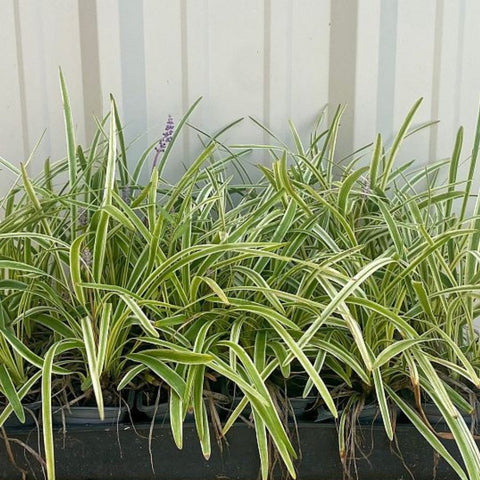 Azteca Grass Liriope Muscari 'Variegata' (Ophiopogon intermedius) - PlantologyUSA - Medium