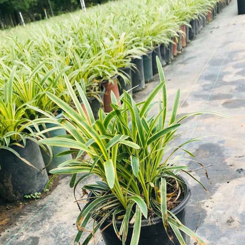 Azteca Grass Liriope Muscari 'Variegata' (Ophiopogon intermedius) - PlantologyUSA - Small