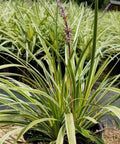 Azteca Grass Liriope Muscari 'Variegata' (Ophiopogon intermedius) - PlantologyUSA - Small