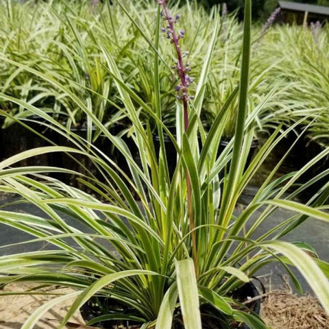 Azteca Grass Liriope Muscari 'Variegata' (Ophiopogon intermedius) - PlantologyUSA - Small