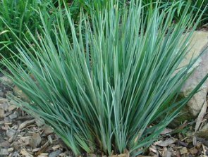 Becca Flax Lily (Dianella revoluta) - PlantologyUSA - Small 9-11"