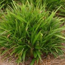 Becca Flax Lily (Dianella revoluta) - PlantologyUSA - Small 9-11"