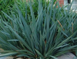 Becca Flax Lily (Dianella revoluta) - PlantologyUSA - Small 9-11"