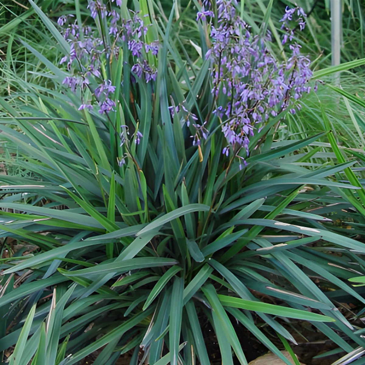 flax lily flower Becca Flax Lily (Dianella revoluta)