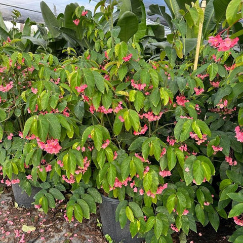 Begonia 'Angel Wing Pink' (Cane Begonia) - PlantologyUSA - 1-2 feet