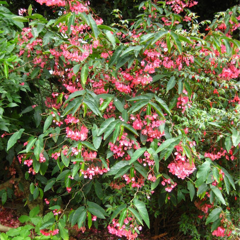 Begonia 'Angel Wing Pink' (Cane Begonia) - PlantologyUSA - 1-2 feet