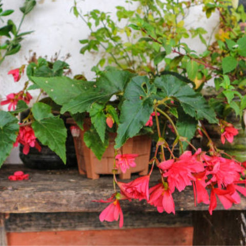 Begonia 'Angel Wing Pink' (Cane Begonia) - PlantologyUSA - 1-2 feet