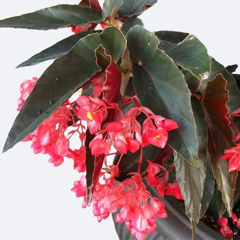 Begonia 'Torch Red' (Cane Begonia) - PlantologyUSA - 2-3.5 feet