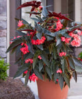 Begonia 'Torch Red' (Cane Begonia) - PlantologyUSA - 2-3.5 feet