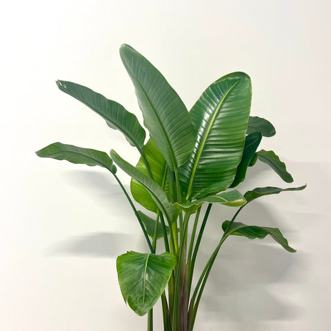 Bird of Paradise White (Strelitzia Nicolai) - PlantologyUSA - 3 Gallon