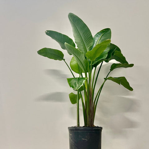 Bird of Paradise White (Strelitzia Nicolai) - PlantologyUSA - 3 Gallon