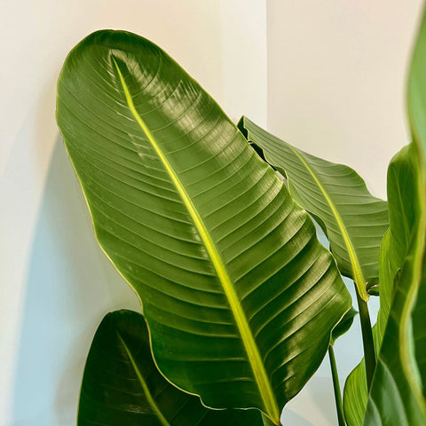 Bird of Paradise White (Strelitzia Nicolai) - PlantologyUSA - 3 Gallon