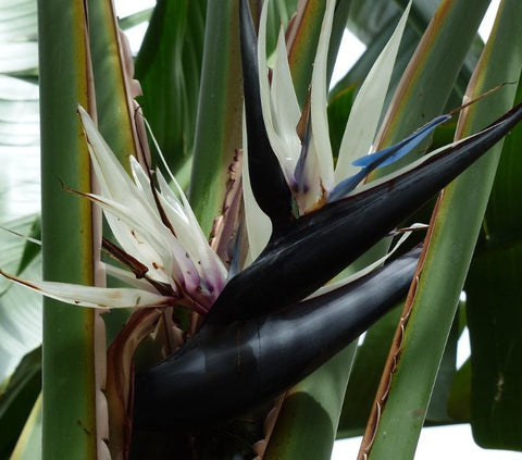 Bird of Paradise White (Strelitzia Nicolai) - PlantologyUSA - 3 Gallon