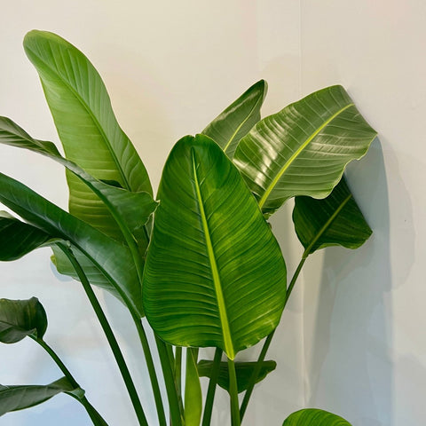 Bird of Paradise White (Strelitzia Nicolai) - PlantologyUSA - 3 Gallon