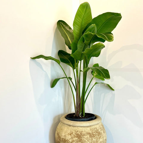Bird of Paradise White (Strelitzia Nicolai) - PlantologyUSA - 3 Gallon