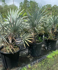 Bismark Palm (Bismarckia nobilis) - PlantologyUSA - 15 Gallon