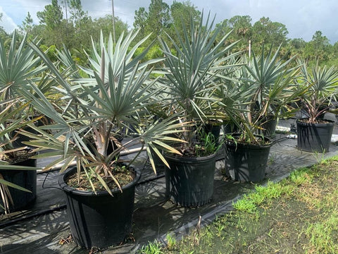 Bismark Palm (Bismarckia nobilis) - PlantologyUSA - 15 Gallon