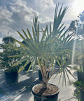 Bismark Palm (Bismarckia nobilis) - PlantologyUSA - 2-4 Feet