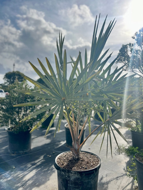Bismark Palm (Bismarckia nobilis) - PlantologyUSA - 2-4 Feet