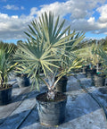 Bismark Palm (Bismarckia nobilis) - PlantologyUSA - 25 Gallon