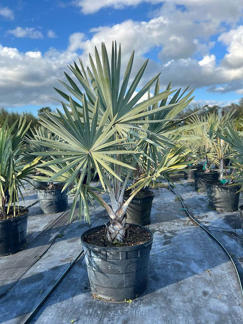 Bismark Palm (Bismarckia nobilis) - PlantologyUSA - 25 Gallon