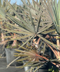 Bismark Palm (Bismarckia nobilis) - PlantologyUSA - 3 Gallon
