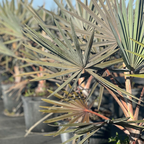 Bismark Palm (Bismarckia nobilis) - PlantologyUSA - 3 Gallon