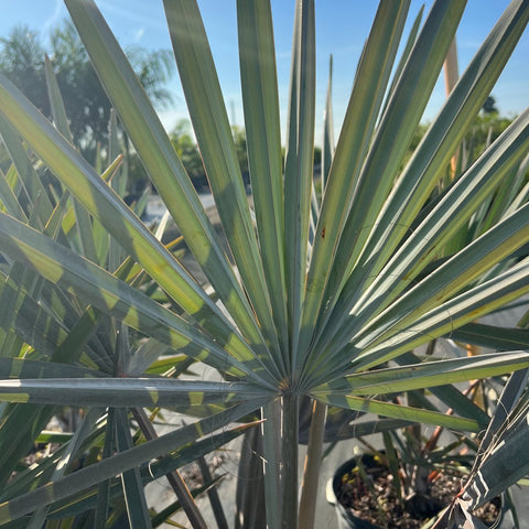 Bismark Palm (Bismarckia nobilis) - PlantologyUSA - 7 Gallon