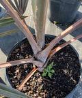Bismark Palm (Bismarckia nobilis) - PlantologyUSA - 7 Gallon