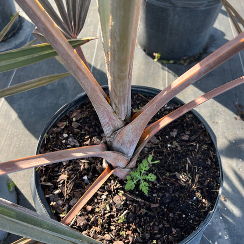 Bismark Palm (Bismarckia nobilis) - PlantologyUSA - 7 Gallon