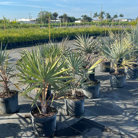 Bismark Palm (Bismarckia nobilis) - PlantologyUSA - 7 Gallon