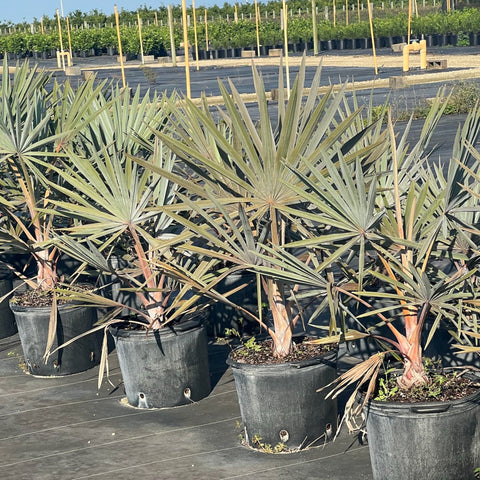 Bismark Palm (Bismarckia nobilis) - PlantologyUSA - 7 Gallon
