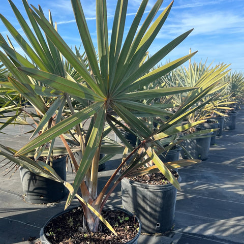 Bismark Palm (Bismarckia nobilis) - PlantologyUSA - 7 Gallon