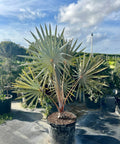 Bismark Palm (Bismarckia nobilis) - PlantologyUSA - Small 1-2 Feet