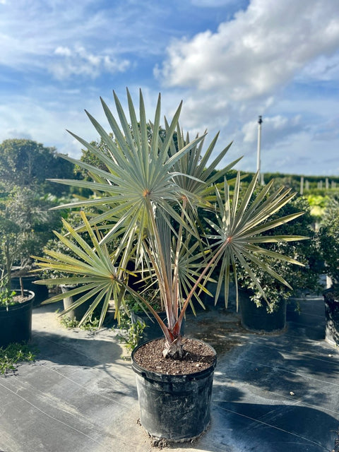 Bismark Palm (Bismarckia nobilis) - PlantologyUSA - Small 1-2 Feet