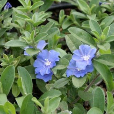 Blue Daze (Evolvulus nuttallianus) - PlantologyUSA - Small