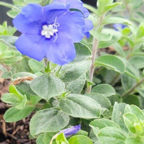 Blue Daze (Evolvulus nuttallianus) - PlantologyUSA - Small