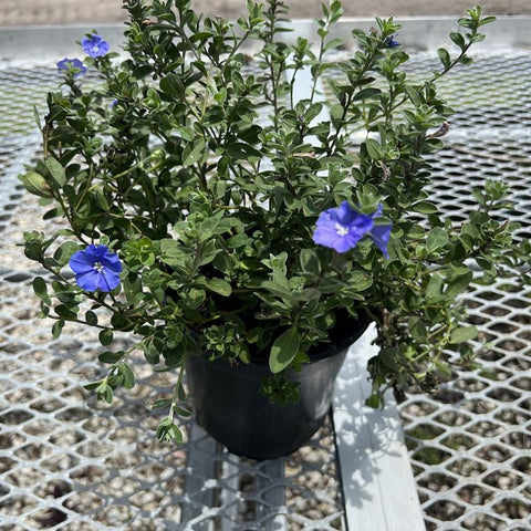 Blue Daze (Evolvulus nuttallianus) - PlantologyUSA - Small