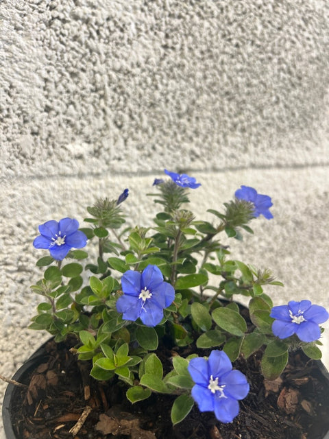 Blue My Mind (Glory Evolvulus hybrid) - PlantologyUSA - Small 4-6"