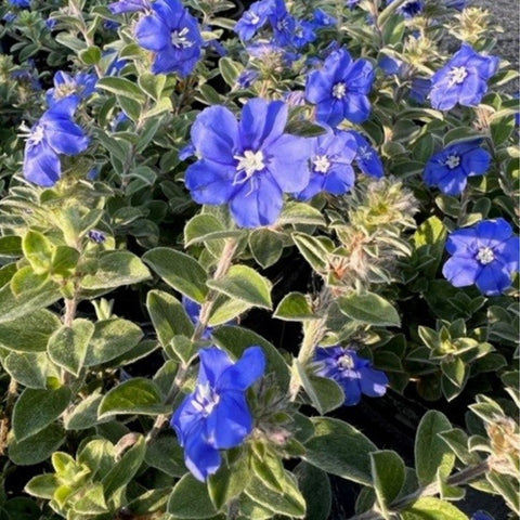 Blue My Mind (Glory Evolvulus hybrid) - PlantologyUSA - Small