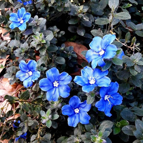 Blue My Mind (Glory Evolvulus hybrid) - PlantologyUSA - Small