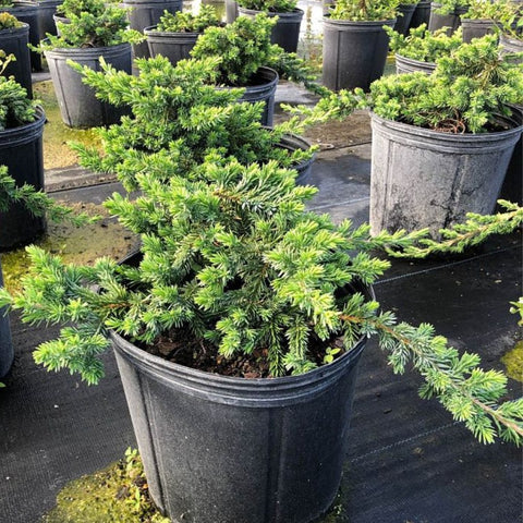 Blue Pacific Juniper (Juniperus Conferta 'Blue Pacific') - PlantologyUSA - 3 Gallon