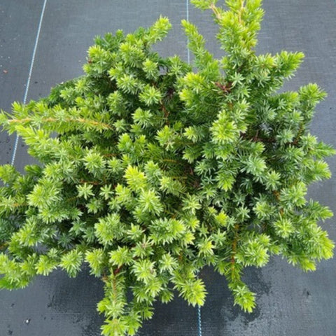 Blue Pacific Juniper (Juniperus Conferta 'Blue Pacific') - PlantologyUSA - 7 Gallon