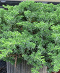 Blue Pacific Juniper (Juniperus Conferta 'Blue Pacific') - PlantologyUSA - 7 Gallon