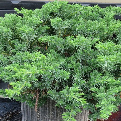 Blue Pacific Juniper (Juniperus Conferta 'Blue Pacific') - PlantologyUSA - 7 Gallon