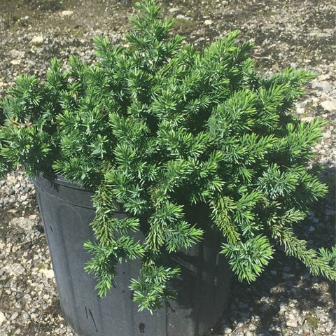 Blue Pacific Juniper (Juniperus Conferta 'Blue Pacific') - PlantologyUSA - 7 Gallon