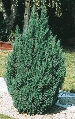 Blue Point Juniper (Juniperus chinensis) - PlantologyUSA - 3 gallon