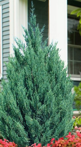 Blue Point Juniper (Juniperus chinensis) - PlantologyUSA - 3 gallon