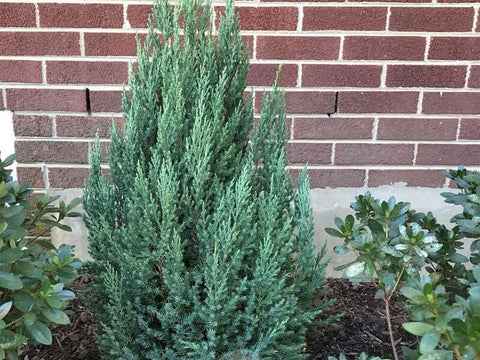 Blue Point Juniper (Juniperus chinensis) - PlantologyUSA - 3 gallon